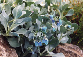 Mertensia asiatica